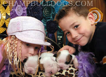 English bulldog photo